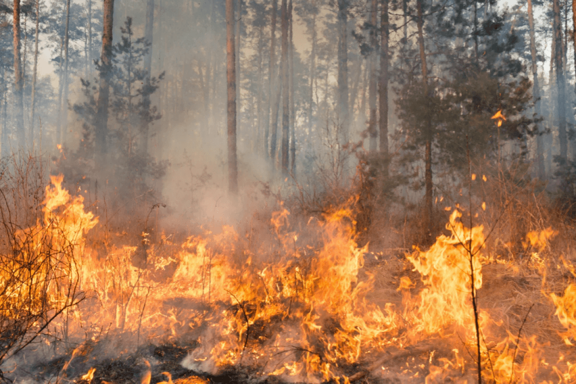 Prévention des feux de forêt : les gestes essentiels à adopter